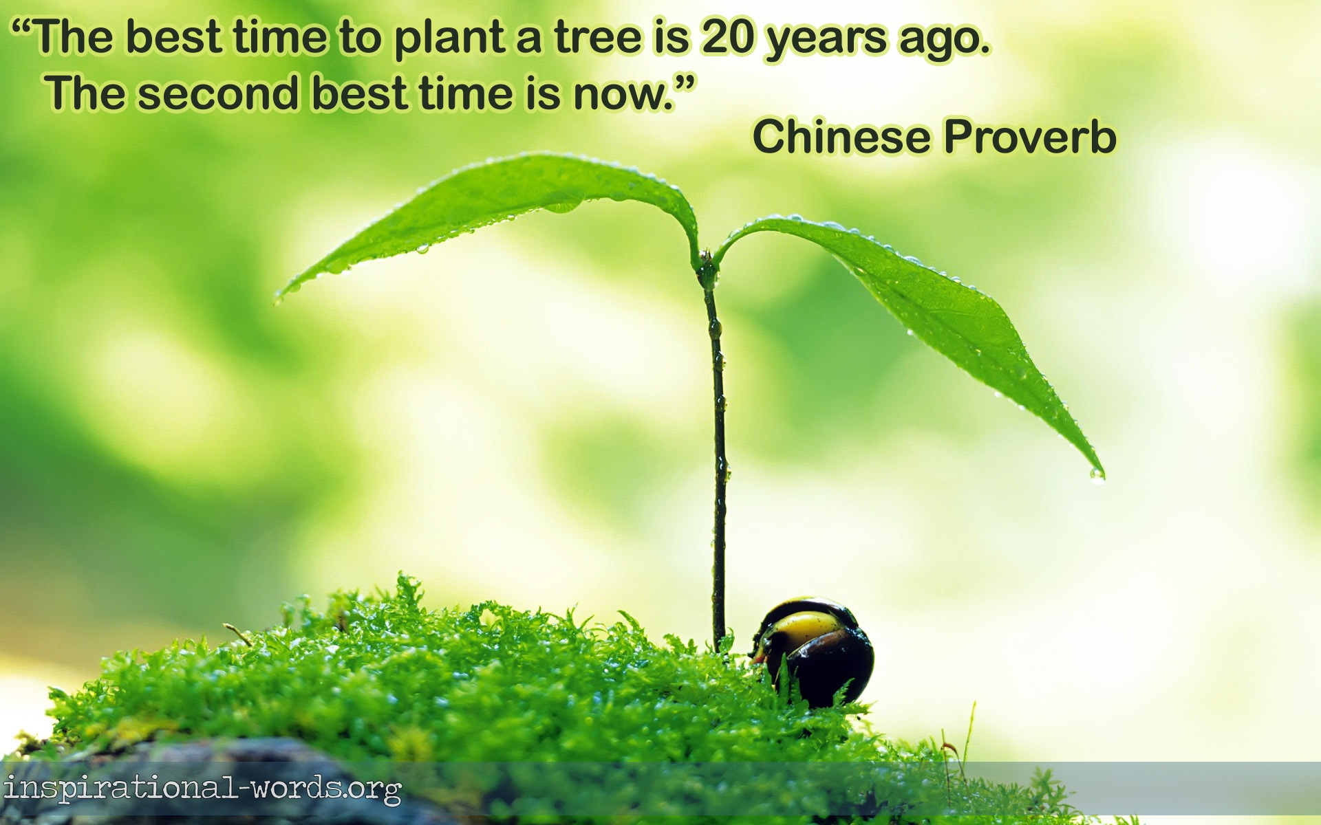 Chinese Proverb inspirational wallpaper